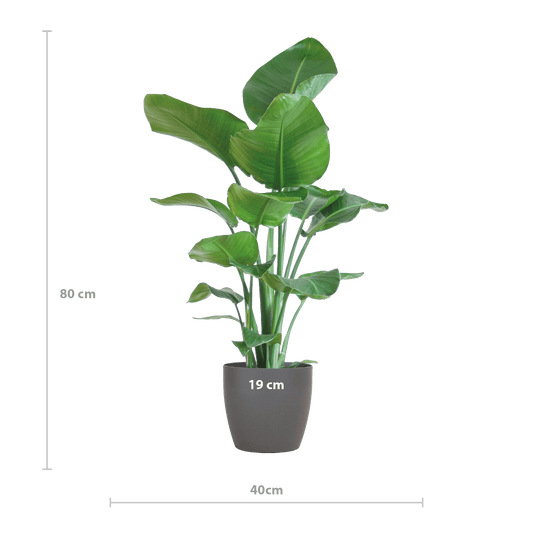 Strelitzia Nicolai mit Viber-Topf Grau – 80 cm – Ø21 - Botanic-Vibes