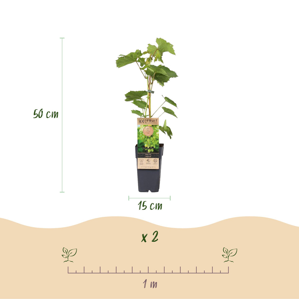 Obstpflanze, Vitis vinifera Himrod, Weintraubenpflanze, Kernenlos, Weiße Traube, 2 Pflanzen, Topf 15 cm, 50 cm