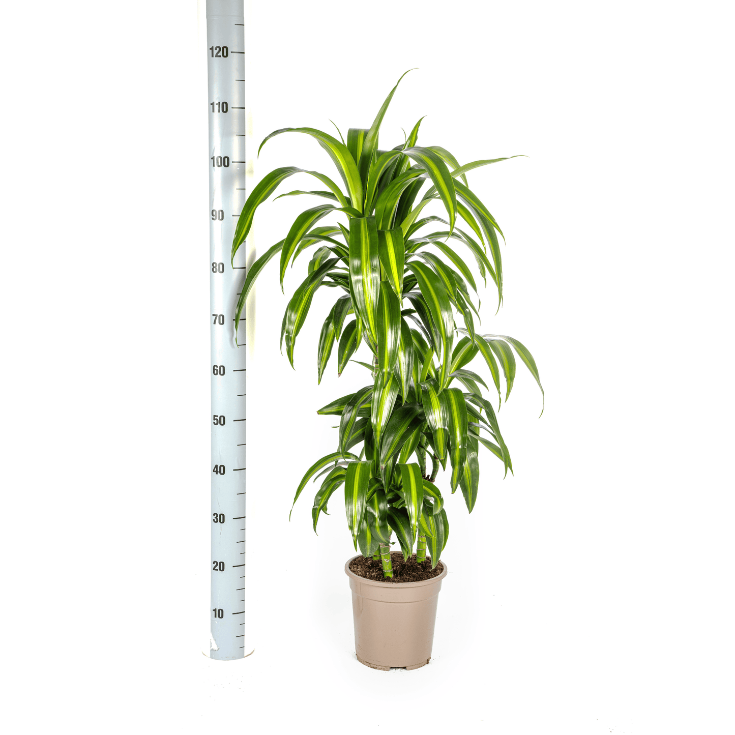 Dracaena Deremensis Hawaiian Sunshine Ø21cm - ↕90 - 110cm - Botanic-Vibes
