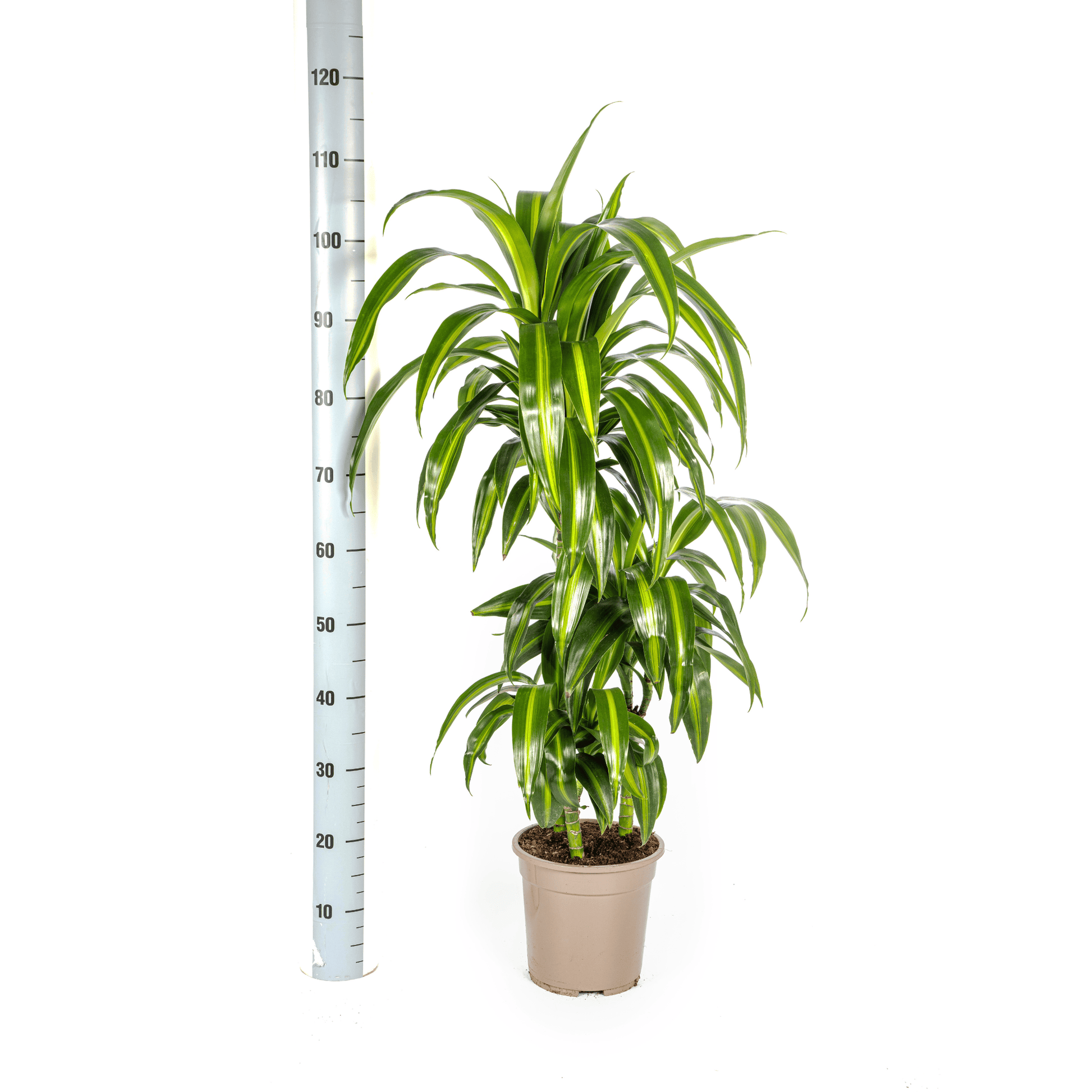 Dracaena Deremensis Hawaiian Sunshine Ø21cm - ↕90 - 110cm - Botanic-Vibes