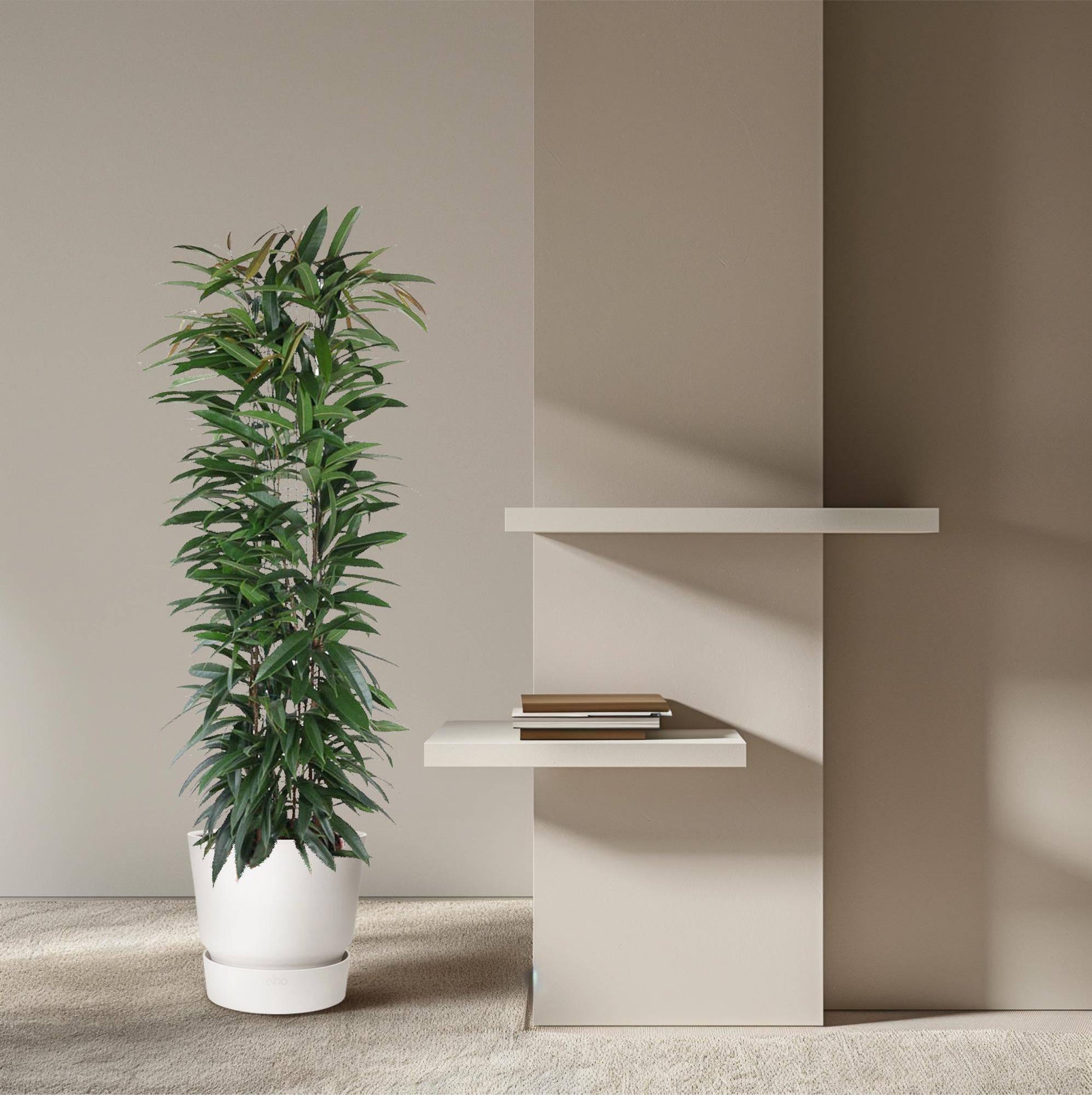 Ficus 'Alii King' Säule – 150 cm – Ø29 - Botanic-Vibes