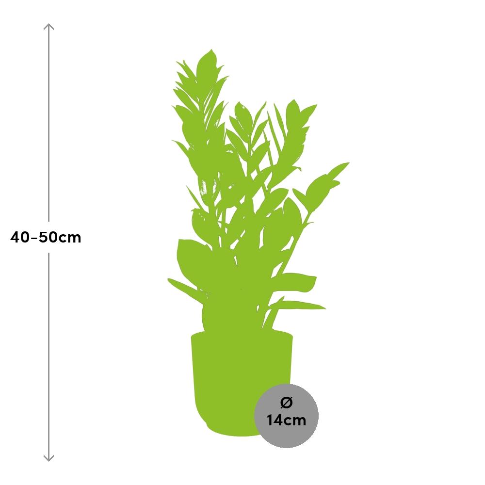Zamioculcas, Hoogte 45-50 im ELHO Vibes Fold, 14 cm, rosa