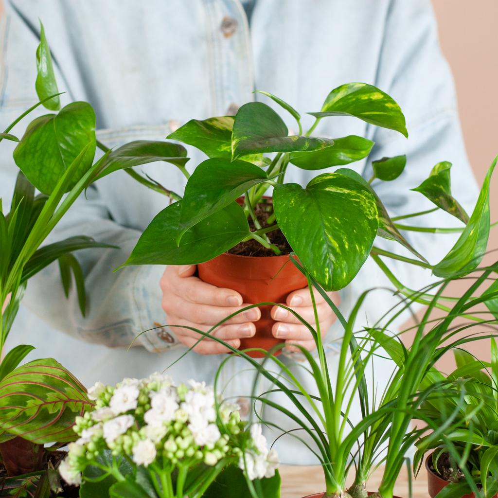 Green misfitbox: zimmerpflanzen 12er set – inkl. 12 × topf viber weiß