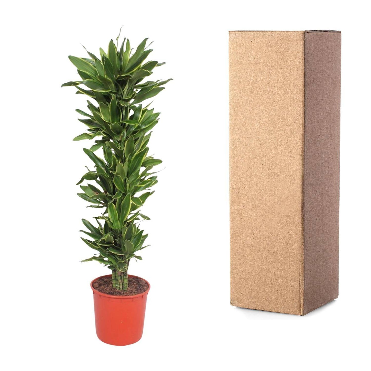 Dracaena golden coast – 200 cm – ø34 - Botanic-Vibes