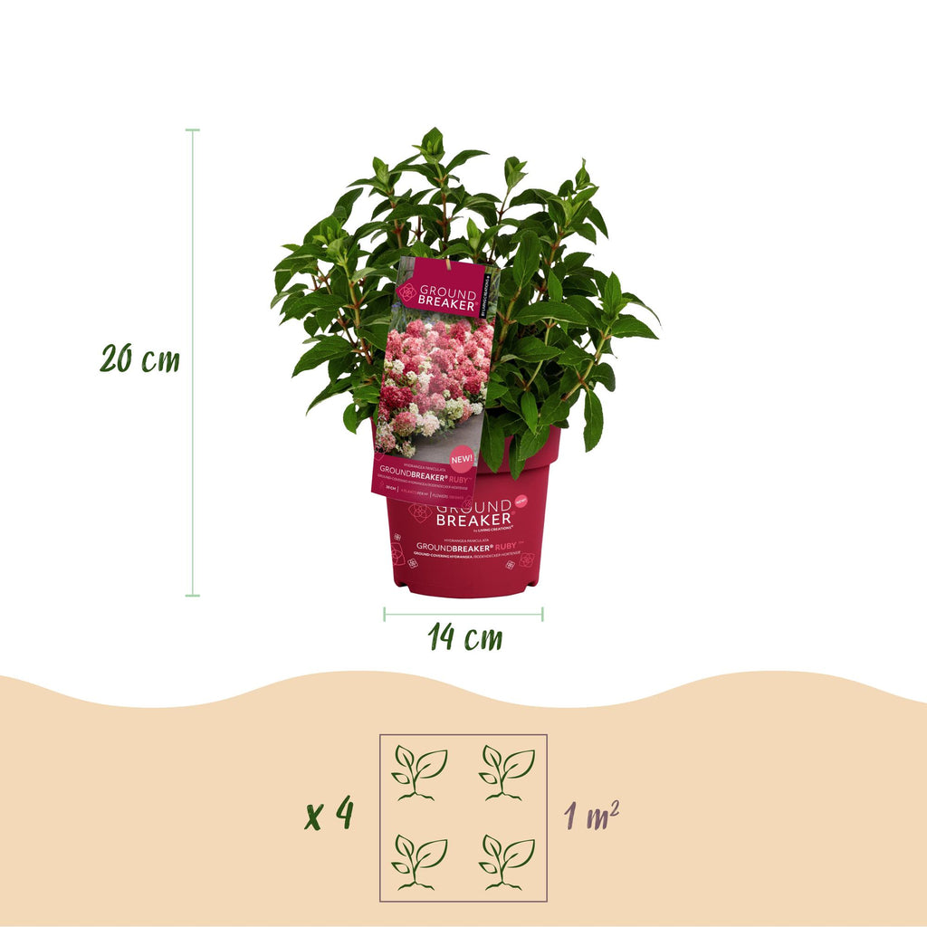 Hydrangea panniculata Groundbreaker Ruby, Rispenhortensie, Winterfest, Rot, 1 Pflanze, Topf 14 cm, 20-25 cm