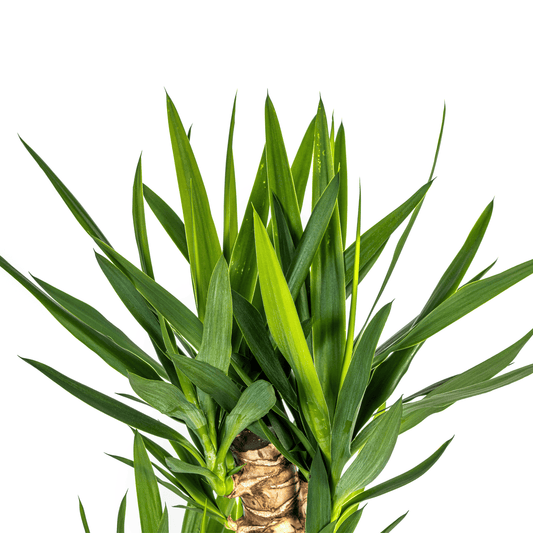 Yucca Elephantipes Ø24cm - ↕120 - 140cm - Botanic-Vibes