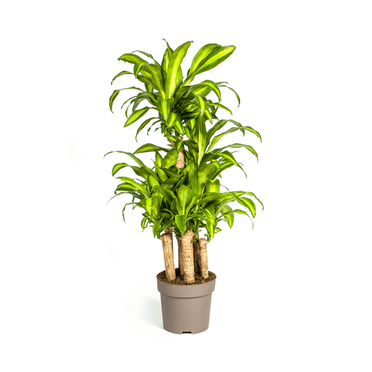 Dracaena Fragrans Massangeana Karussell Ø30cm - ↕130 - 150cm - Botanic-Vibes