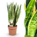 Zimmerpflanzen, Sansevieria Laurentii, Schwiegermutterzunge, Wenig Pflege, Grün, Gelb, 1 Pflanze, Topf 21 cm, 70-80 cm