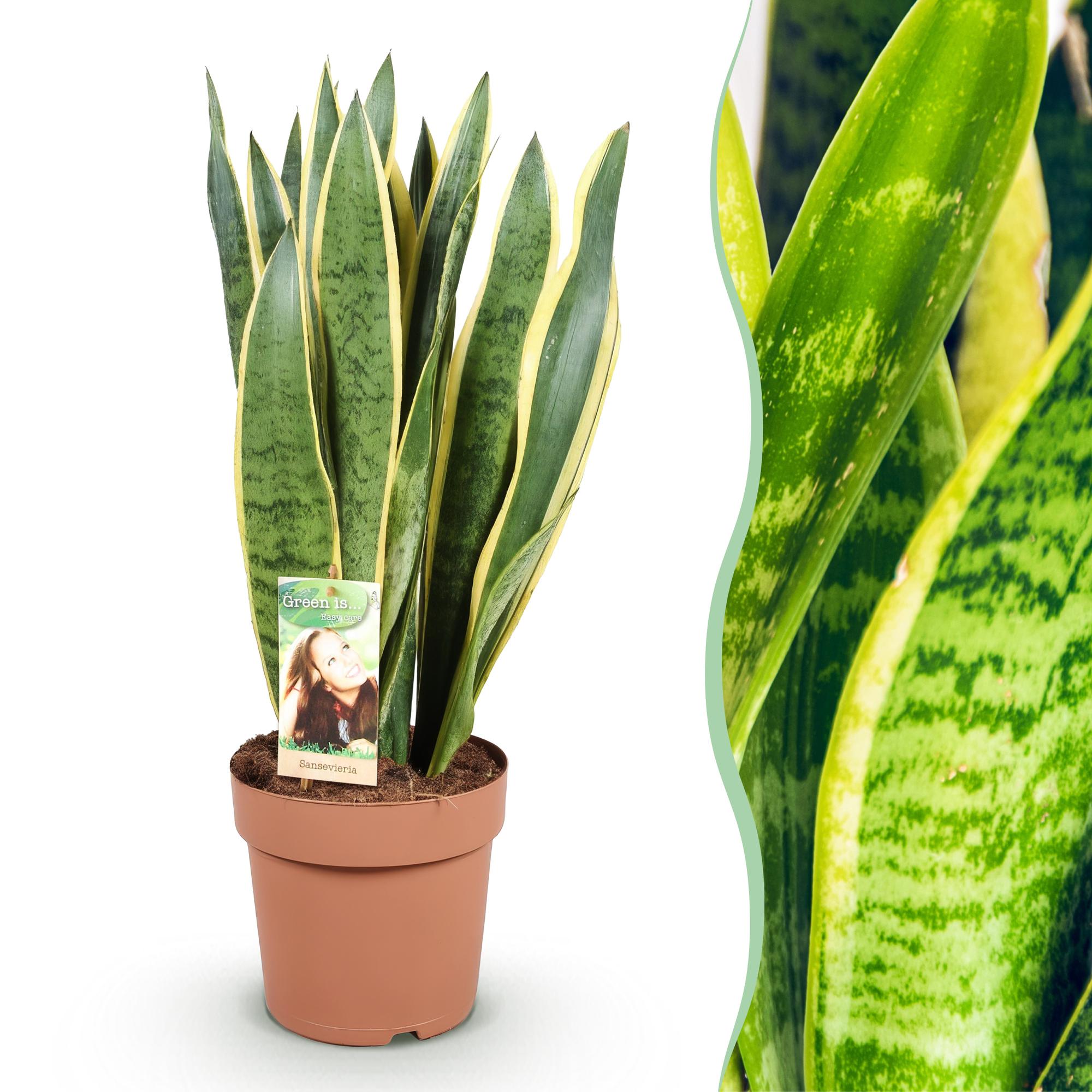 Zimmerpflanzen, Sansevieria Laurentii, Schwiegermutterzunge, Wenig Pflege, Grün, Gelb, 1 Pflanze, Topf 21 cm, 70-80 cm