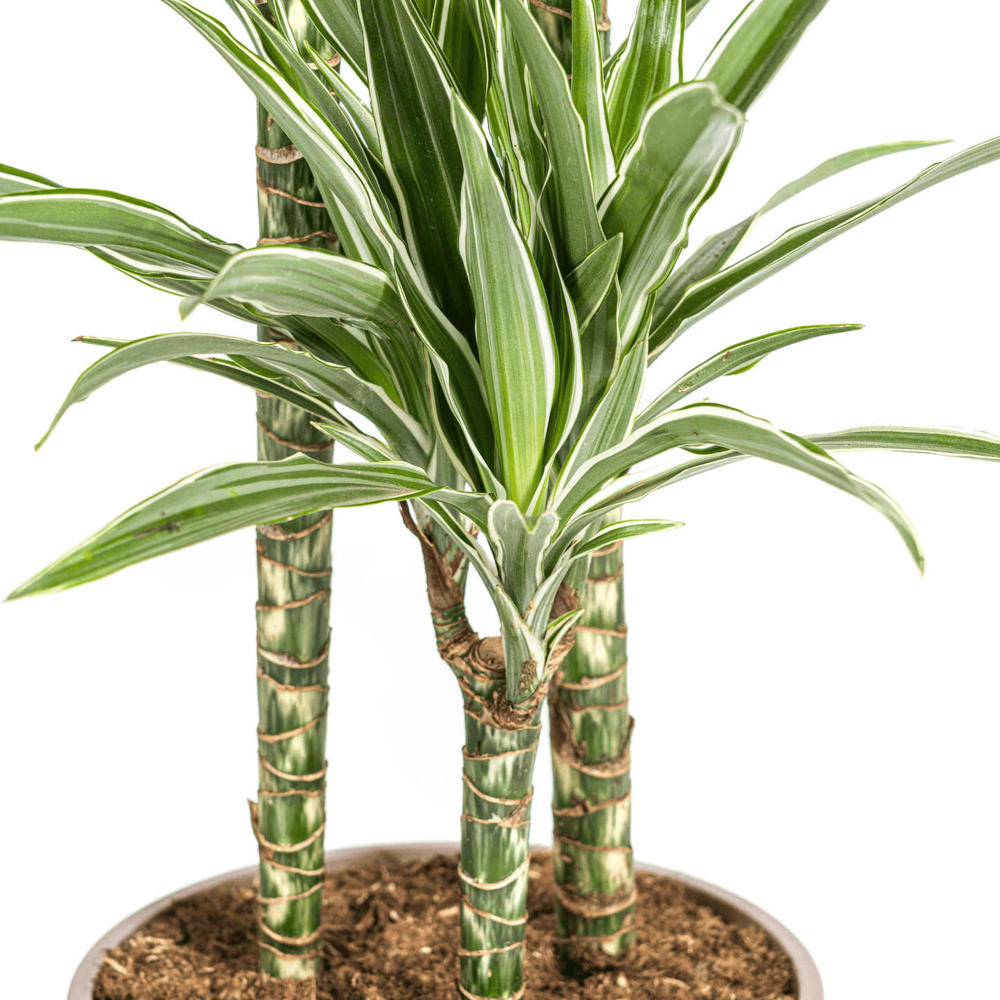 Dracaena Deremensis White Stripe Ø24cm - ↕130 - 150cm - Botanic-Vibes