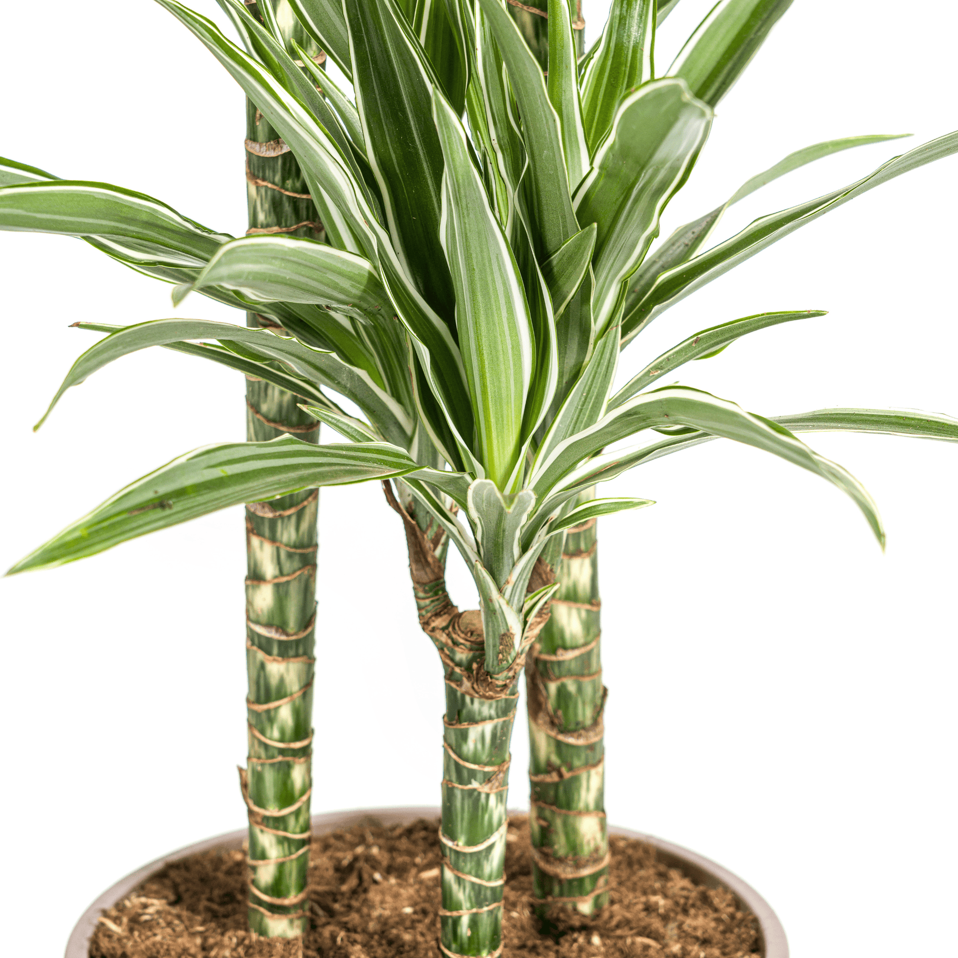 Dracaena Deremensis White Stripe Ø24cm - ↕130 - 150cm - Botanic-Vibes
