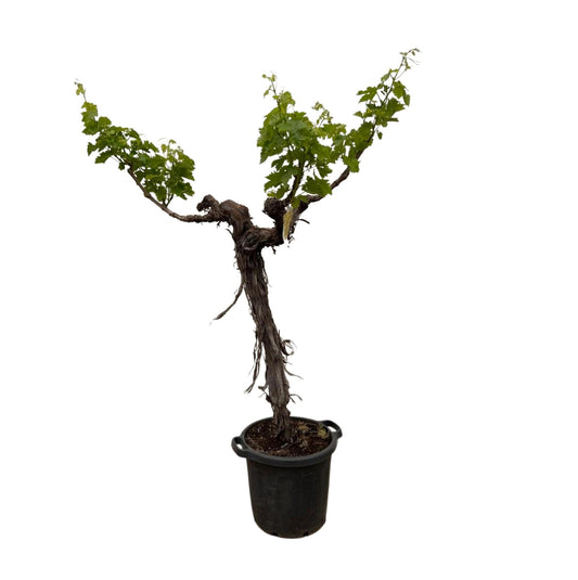 Weinbaum (Vitis vinifera) verzweigter Stamm – 220 cm – Ø55