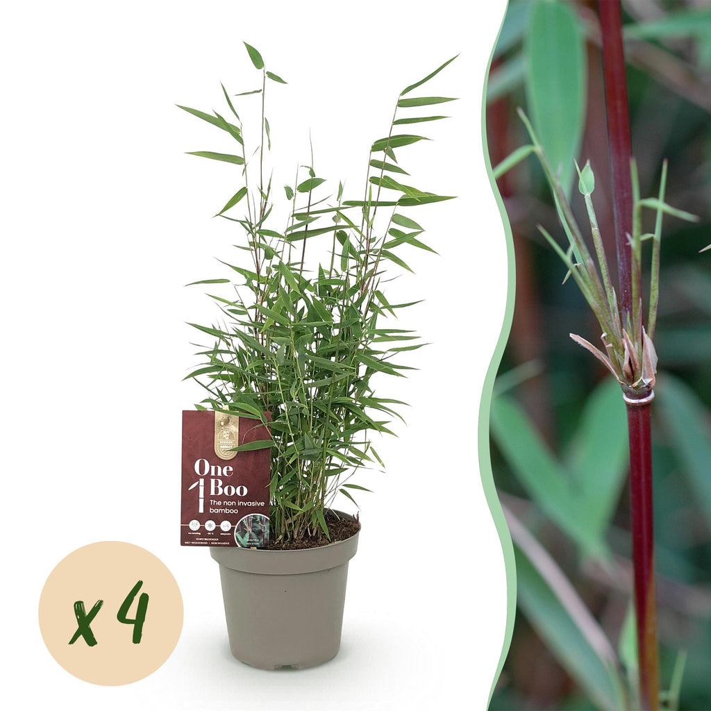 GreenboutiQ, Bambus, Fargesia Red Dragon, Grün, Immergrün, Nicht Ausbreitend, Topf 14cm Höhe 35cm