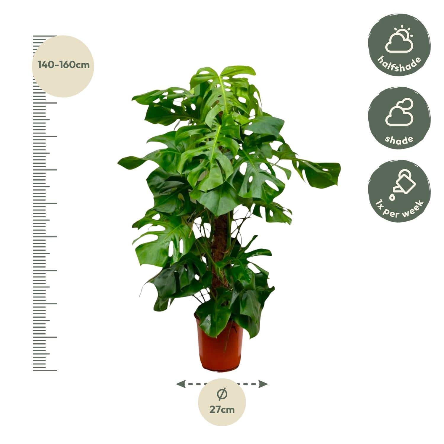 Monstera deliciosa XXL – 150 cm – Ø27 - Botanic-Vibes