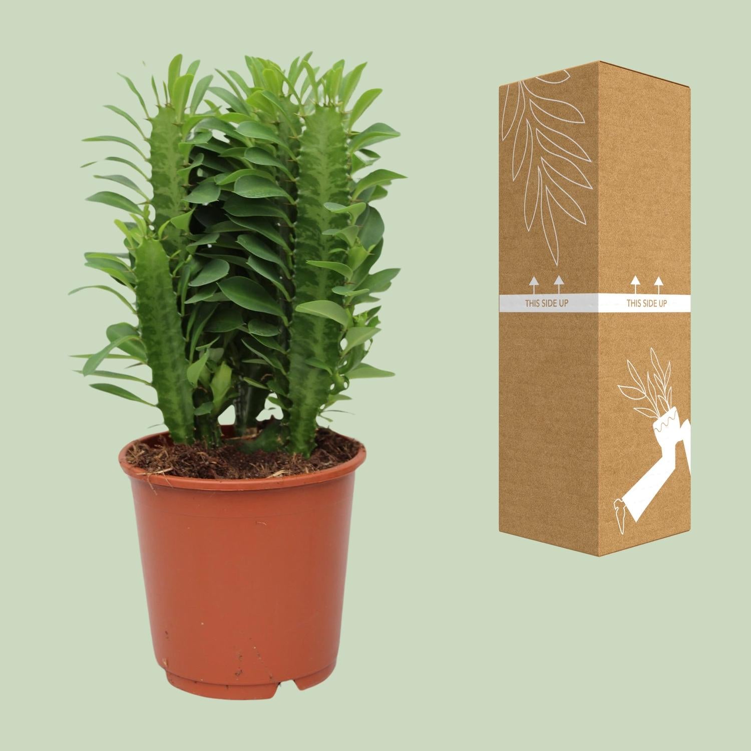 Euphorbia Trigona, Ø12 cm, 40 cm