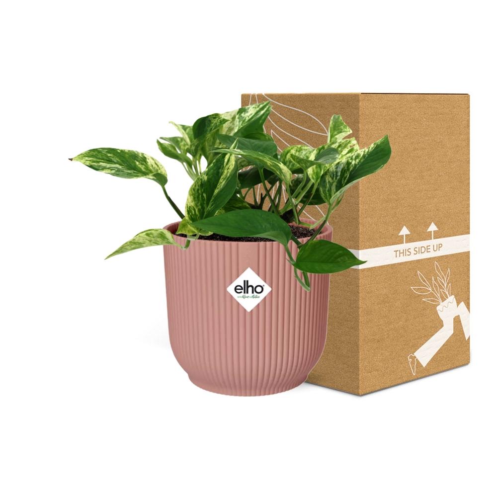 Scindapsus (Epipremnum) Marble Queen im ELHO Vibes Fold, 14 cm, rosa