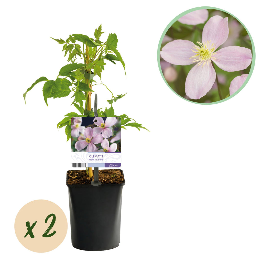 Kletterpflanze, Clematis montana Rubens, Blüte Rosa, Frühblühend, Wenig Pflege, 2 Pflanzen, Topf 11 cm 40 cm