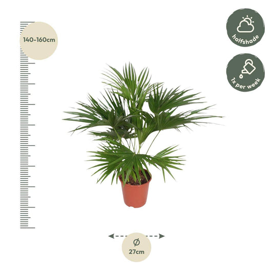 Livistona chinensis – 170 cm – Ø27 - Botanic-Vibes