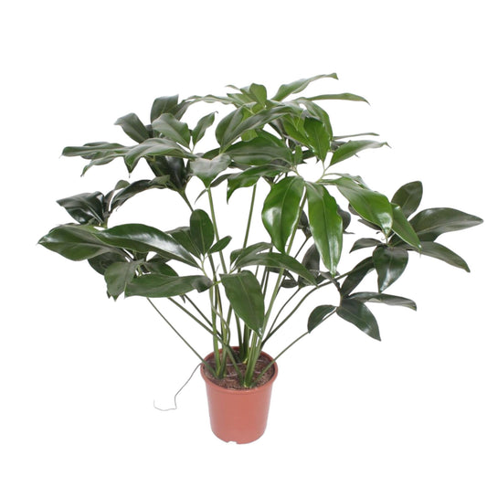Philodendron Green Wonder – 120 cm – Ø24