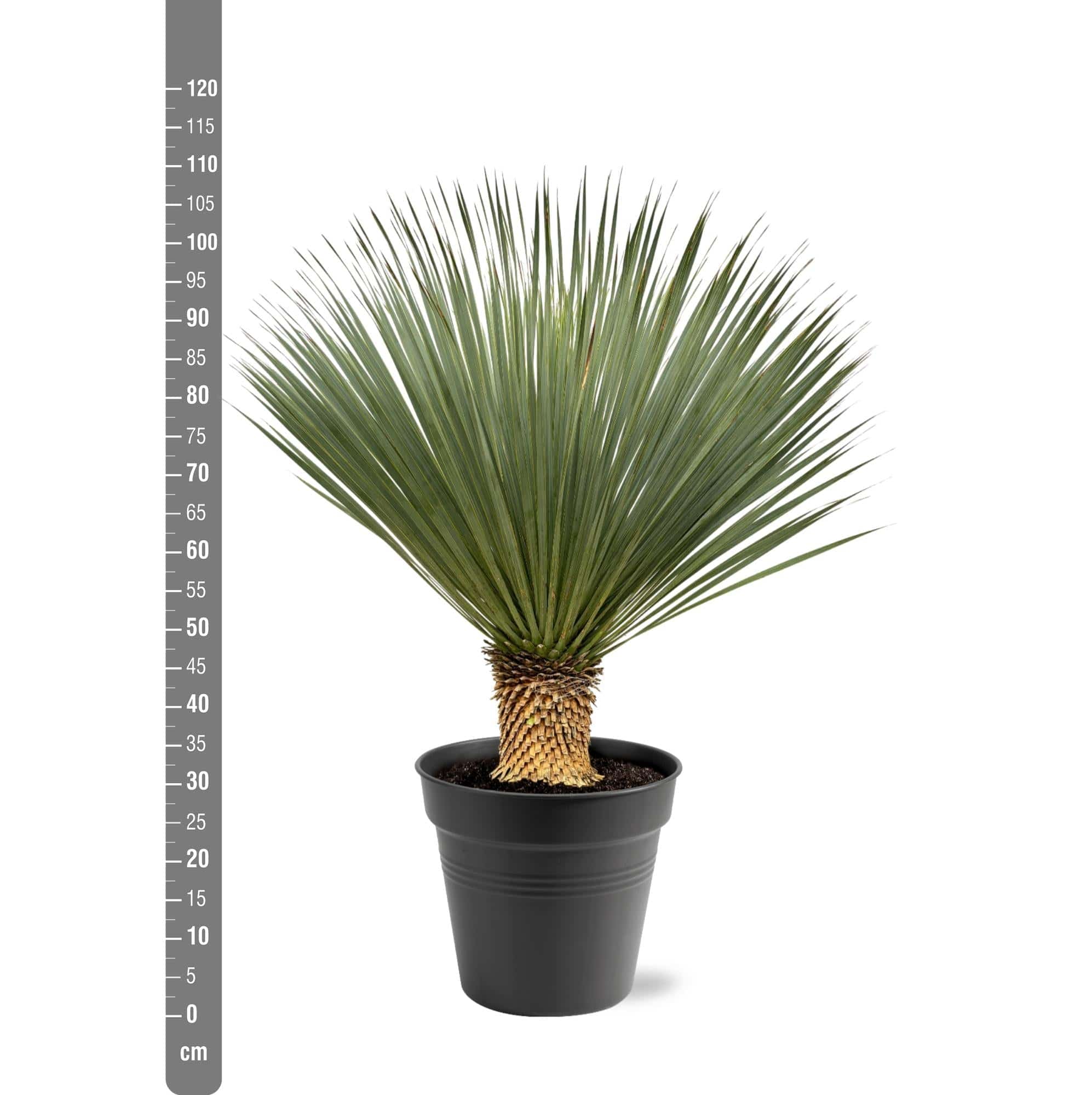 Yucca Rostrata – 100–120 cm – Ø40 - Botanic-Vibes