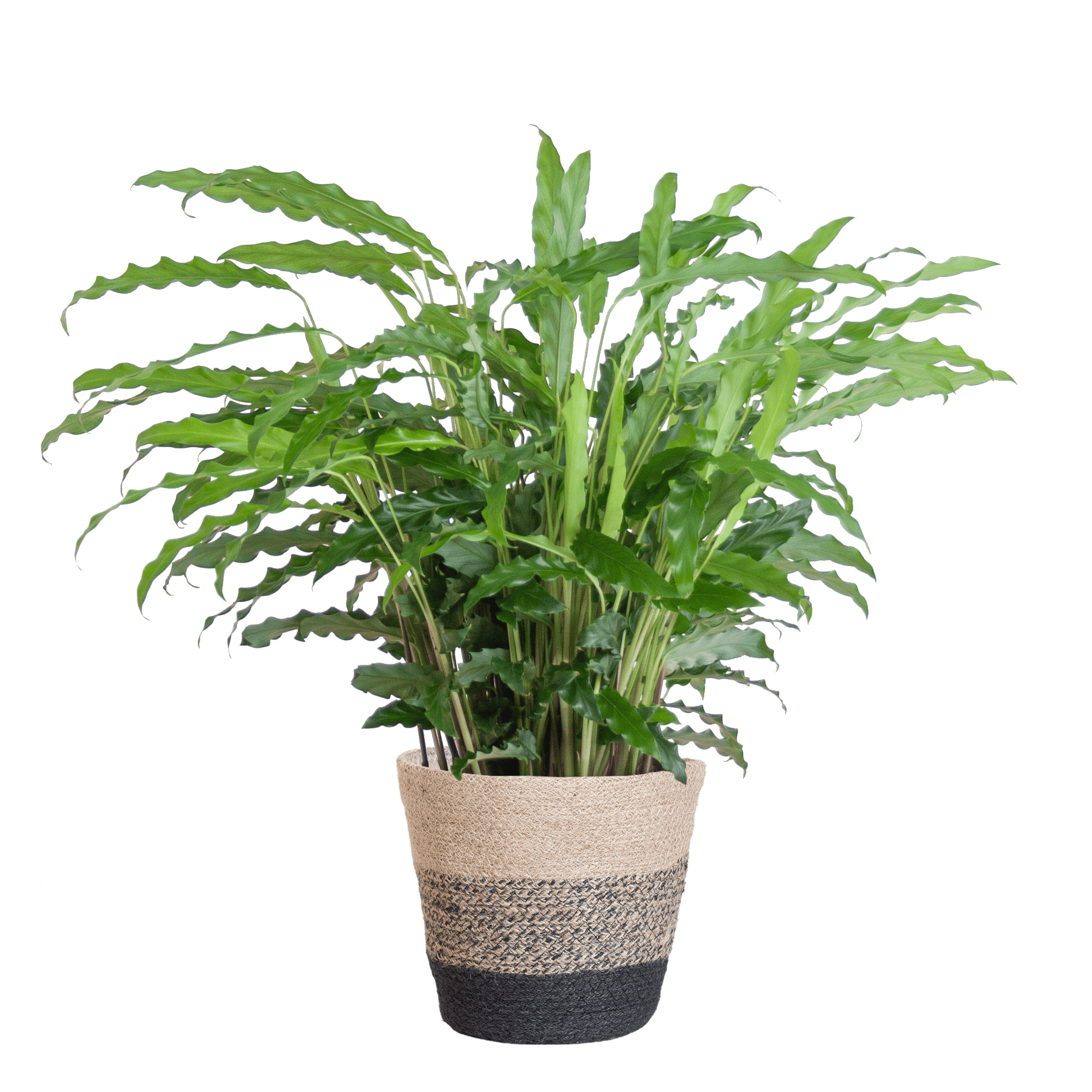 Calathea Rufibarba mit Korb Lissabon schwarz - 55cm - Ø17 - Botanic-Vibes