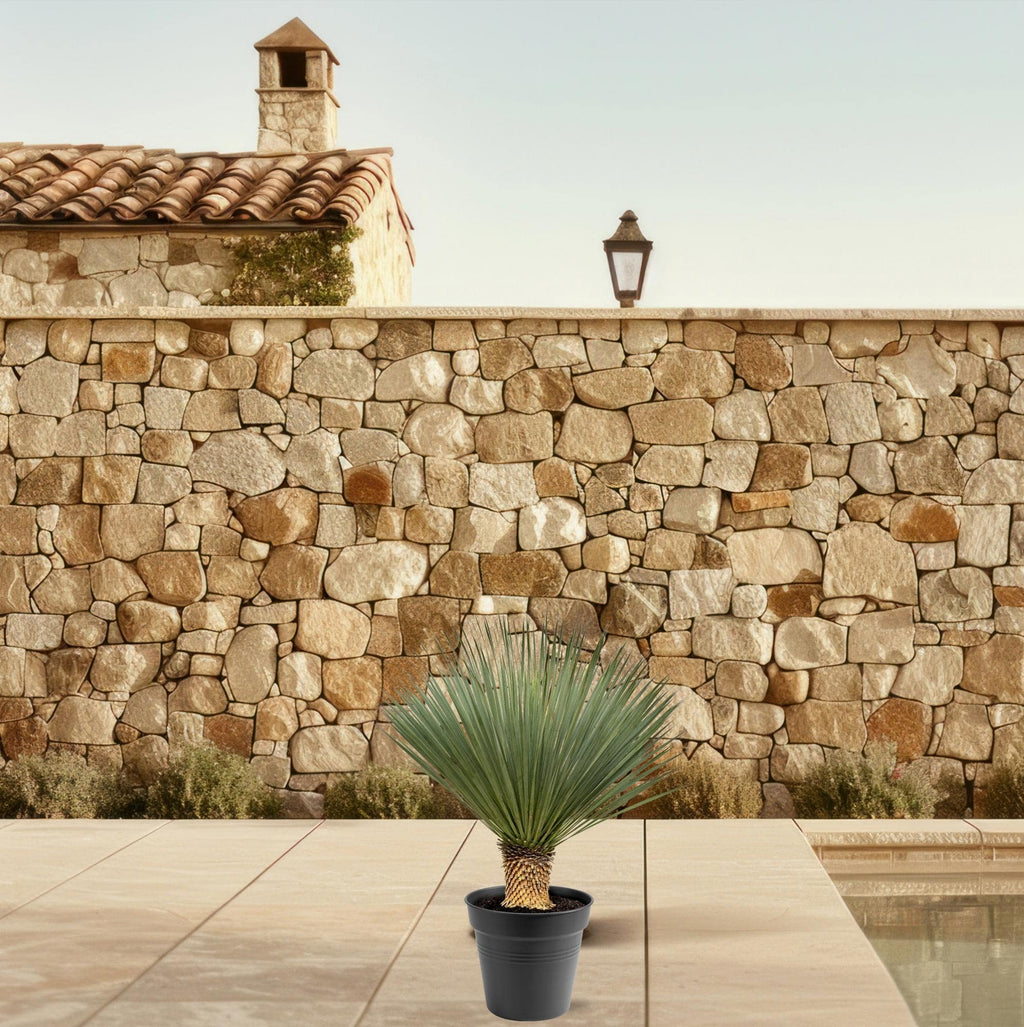 Yucca Rostrata – 80–100cm – Ø38 - Botanic-Vibes