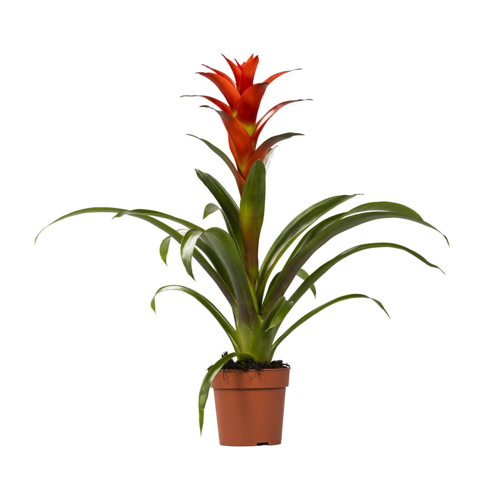 Guzmania Ostara, Ø12 cm, 45 cm