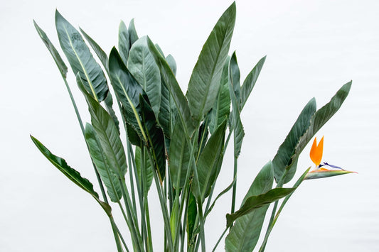 Strelitzia reginae xl – 160cm – Ø30