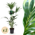 Howea Forsteriana, Kentia Palme, Wenig Pflege, Grün, 2 Pflanzen, Topf 21 cm, 120-130 cm