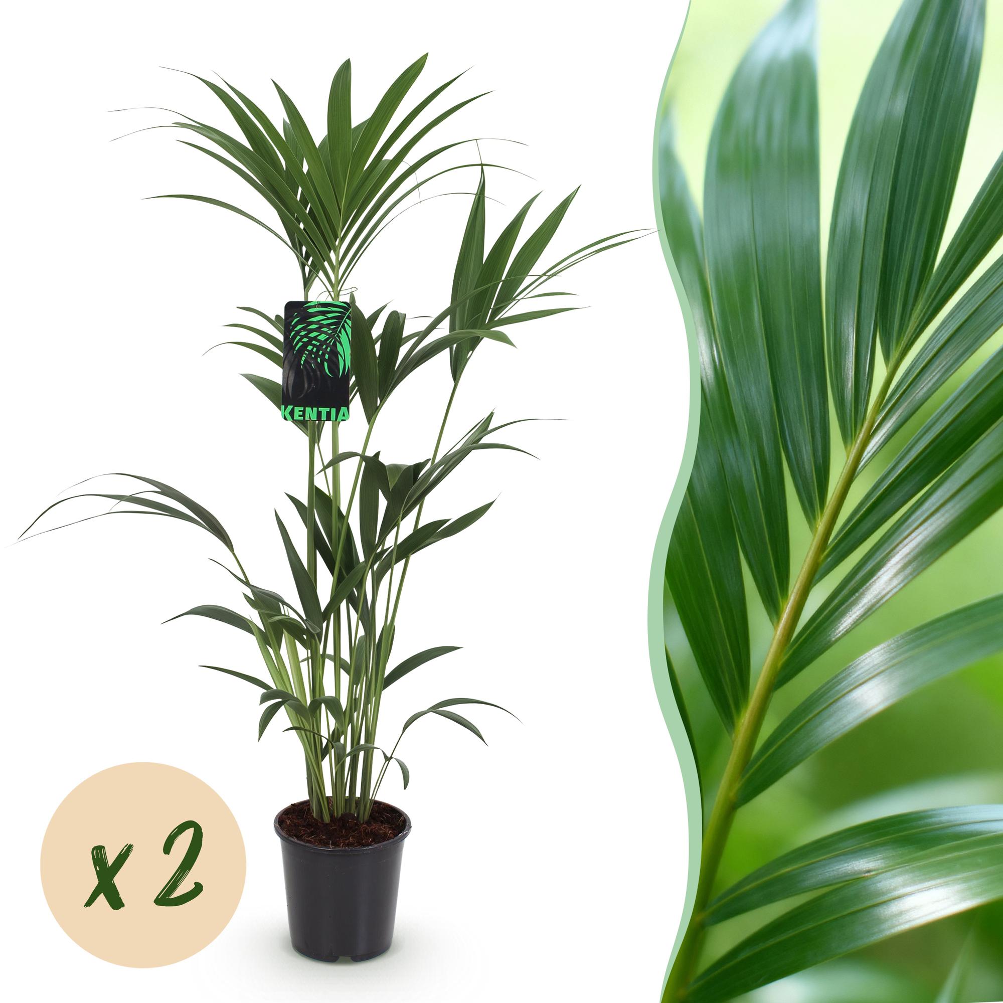Howea Forsteriana, Kentia Palme, Wenig Pflege, Grün, 2 Pflanzen, Topf 21 cm, 120-130 cm