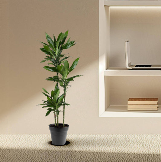 Dracaena Janet Lind – 150–160 cm – Ø24 - Botanic-Vibes