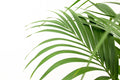 Kentia palm – 160 cm – Ø24 - Botanic-Vibes
