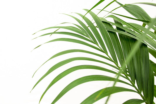 Kentia palm – 160 cm – Ø24 - Botanic-Vibes