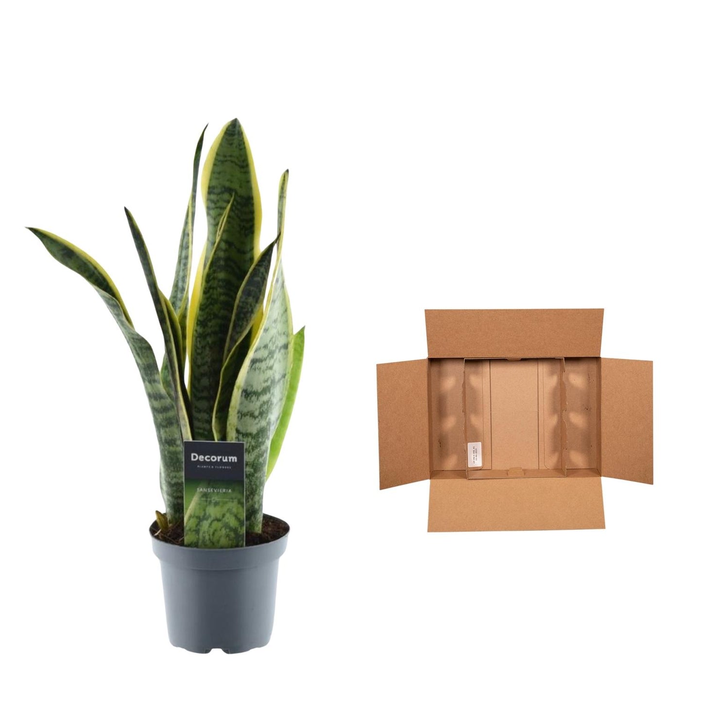 Sansevieria laurentii – 45 cm – Ø12