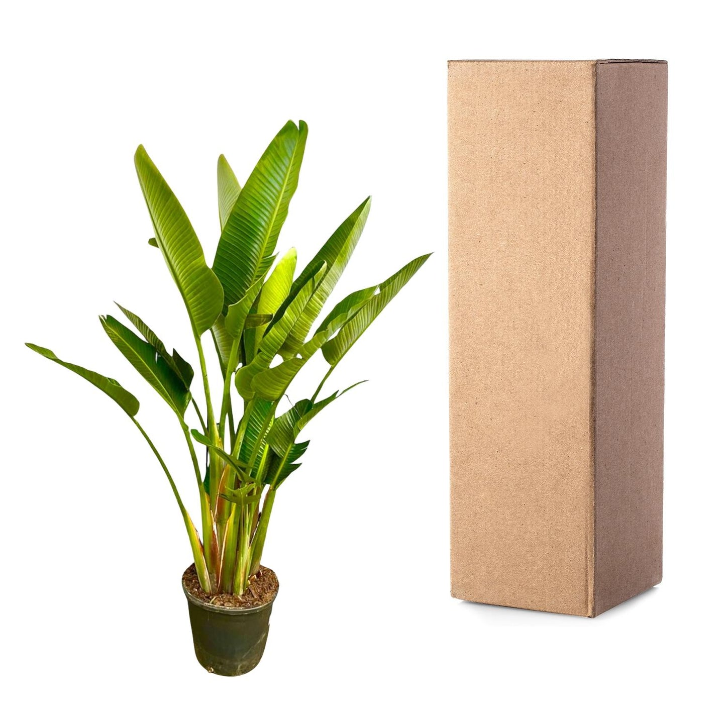 Strelitzia augusta multi-stamm XXL – 225 cm – Ø40