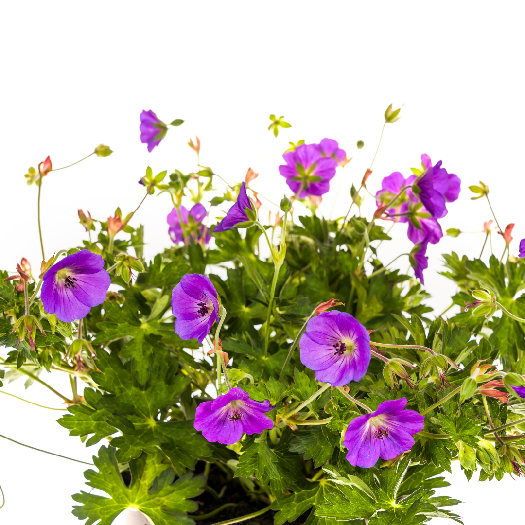 Geranium Rozanne Purple Ø19cm - ↕20 - 30cm
