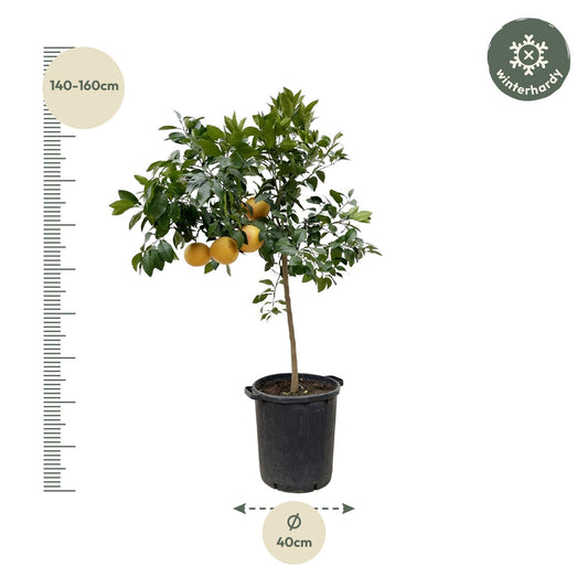 Citrus Pompelmo – 150 cm – Ø40