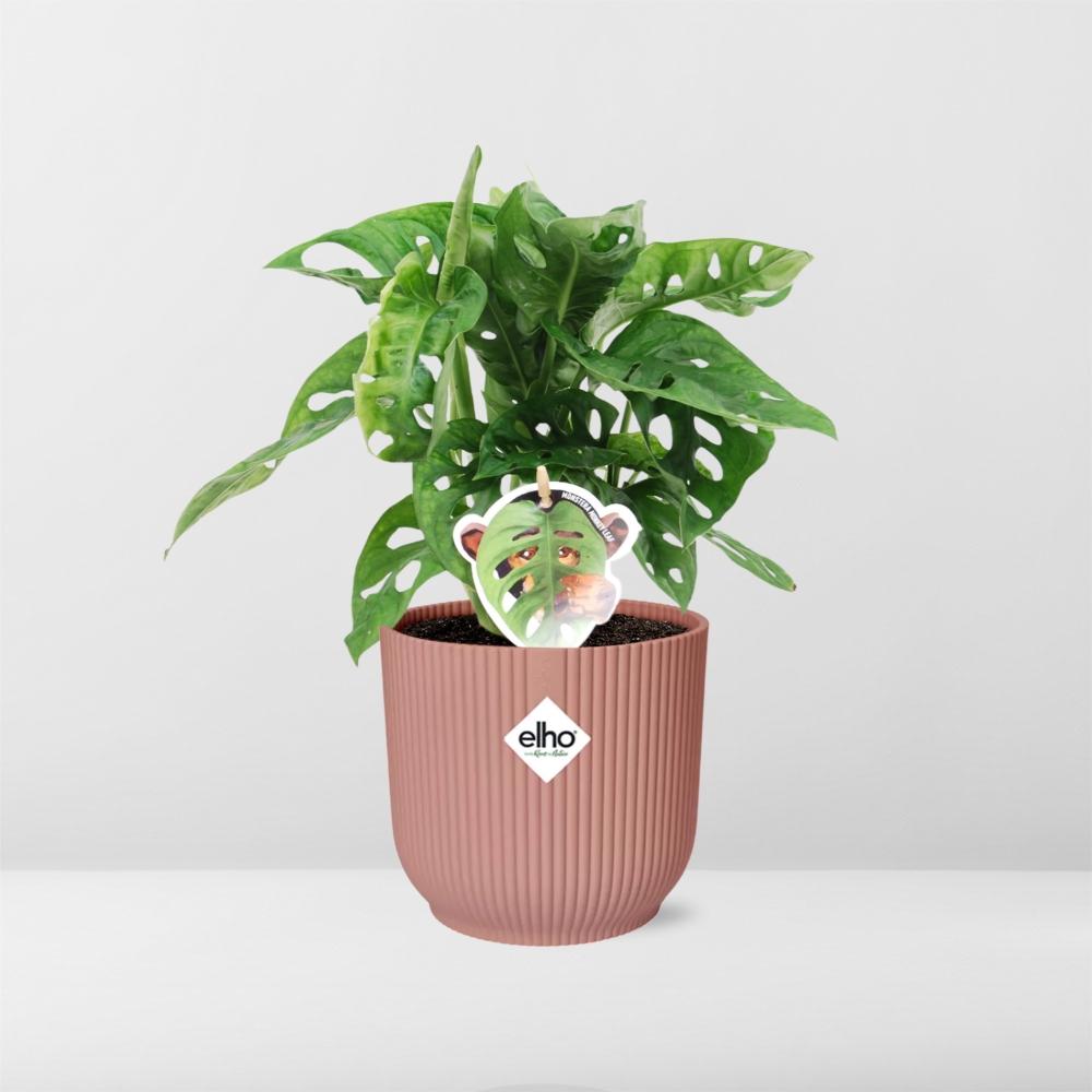 Monstera ‘Monkey Leaf’ im ELHO Vibes Fold, 14 cm, rosa