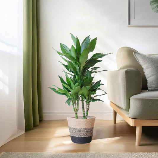 Dracaena  Janet Lindt mit Pflanzkorb Lissabon Schwarz - 95cm - Ø21 - Botanic-Vibes