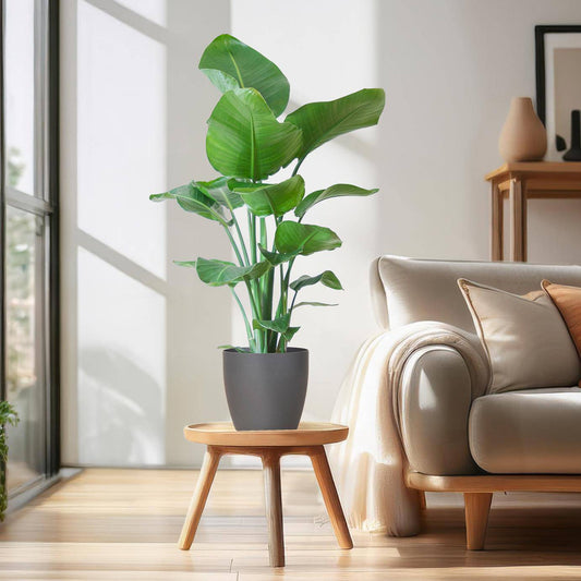 Strelitzia Nicolai mit Viber-Topf Grau – 80 cm – Ø21 - Botanic-Vibes