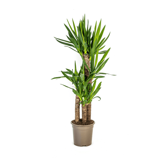 Yucca Elephantipes Ø21cm - ↕90 - 110cm - Botanic-Vibes