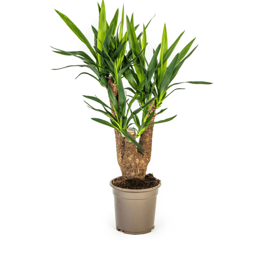 Yucca Elephantipes Verzweigt Ø21cm - ↕60 - 70cm - Botanic-Vibes