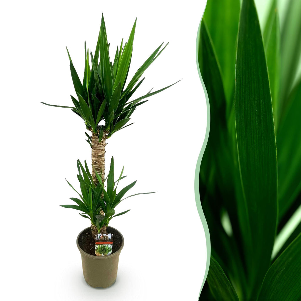 Yucca elephantipes, Yucca, Wenig Pflege, Grün, 1, Topf 19 cm, 95 cm