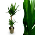 Yucca elephantipes, Yucca, Wenig Pflege, Grün, 1, Topf 19 cm, 95 cm