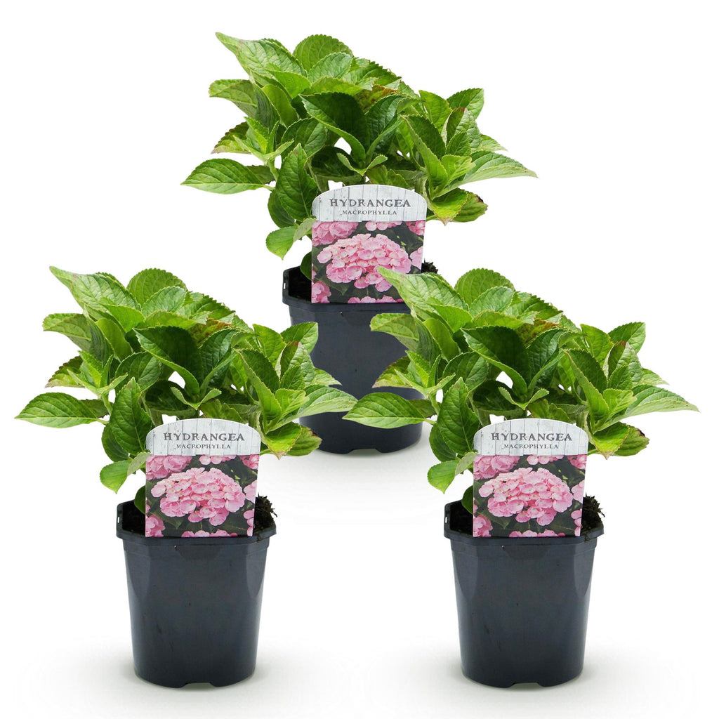 Hortensie, Hydrangea macrophylla Rosa, Blume Rosa, 3 Pflanzen, 1 m2, Laubabwerfend, Wenig Pflege, Topf 17 cm 30 cm