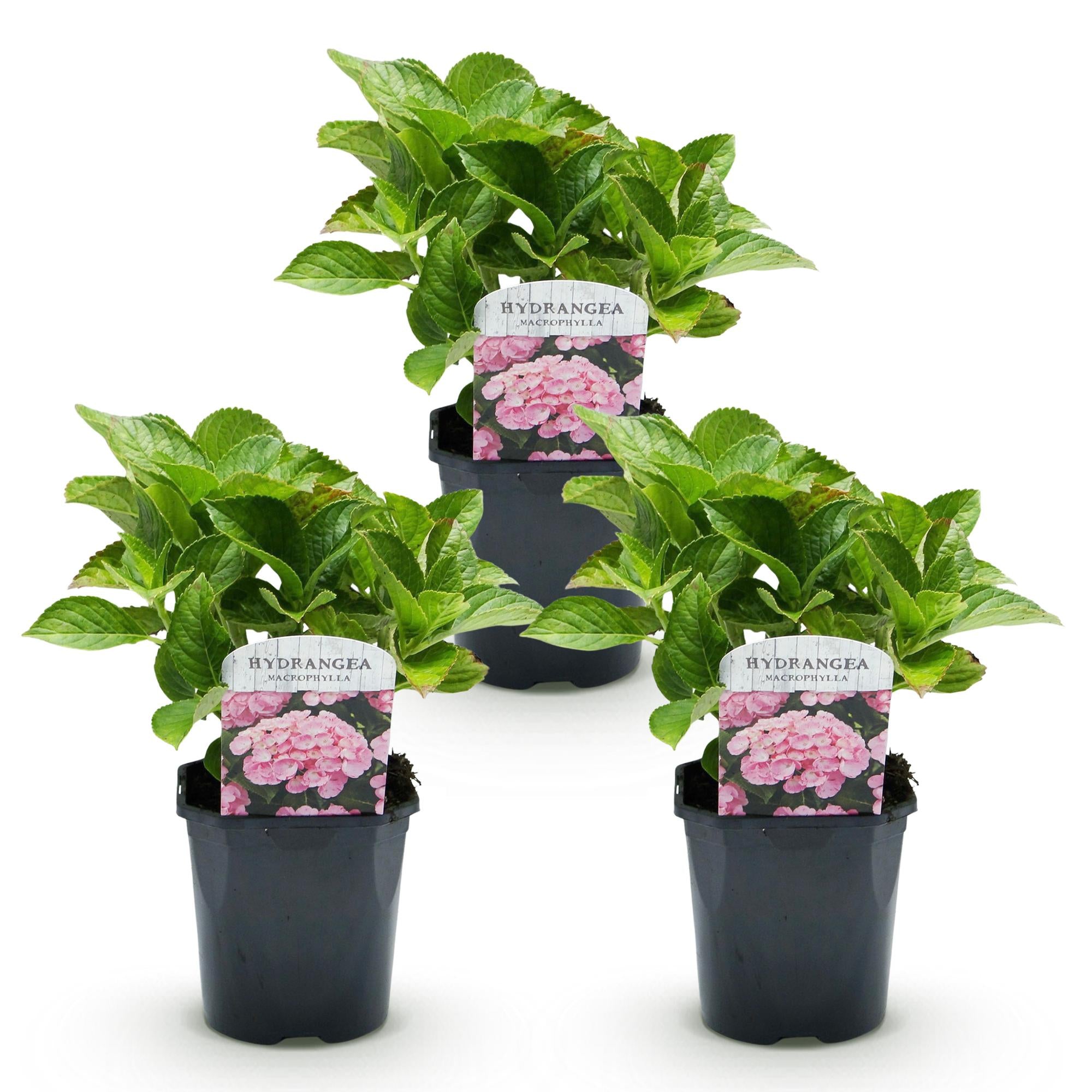 Hortensie, Hydrangea macrophylla Rosa, Blume Rosa, 3 Pflanzen, 1 m2, Laubabwerfend, Wenig Pflege, Topf 17 cm 30 cm