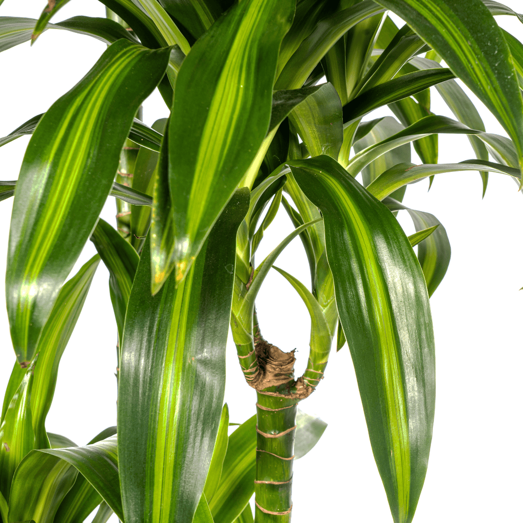 Dracaena Deremensis Hawaiian Sunshine Ø27cm - ↕170 - 190cm - Botanic-Vibes