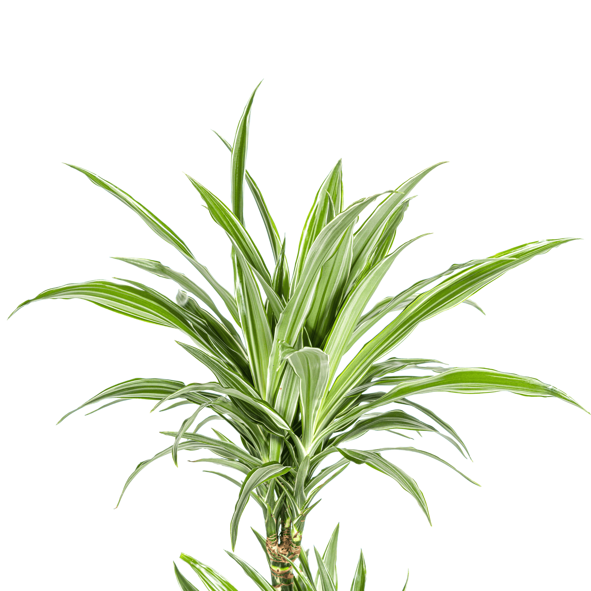 Dracaena Deremensis White Stripe Ø19cm - ↕70 - 90cm - Botanic-Vibes