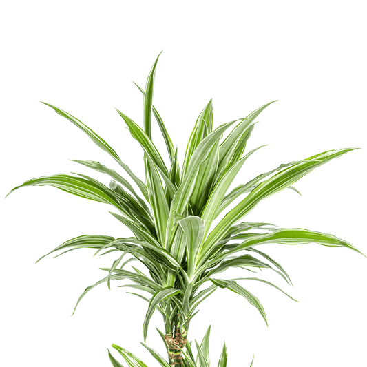 Dracaena Deremensis White Stripe Ø19cm - ↕70 - 90cm - Botanic-Vibes