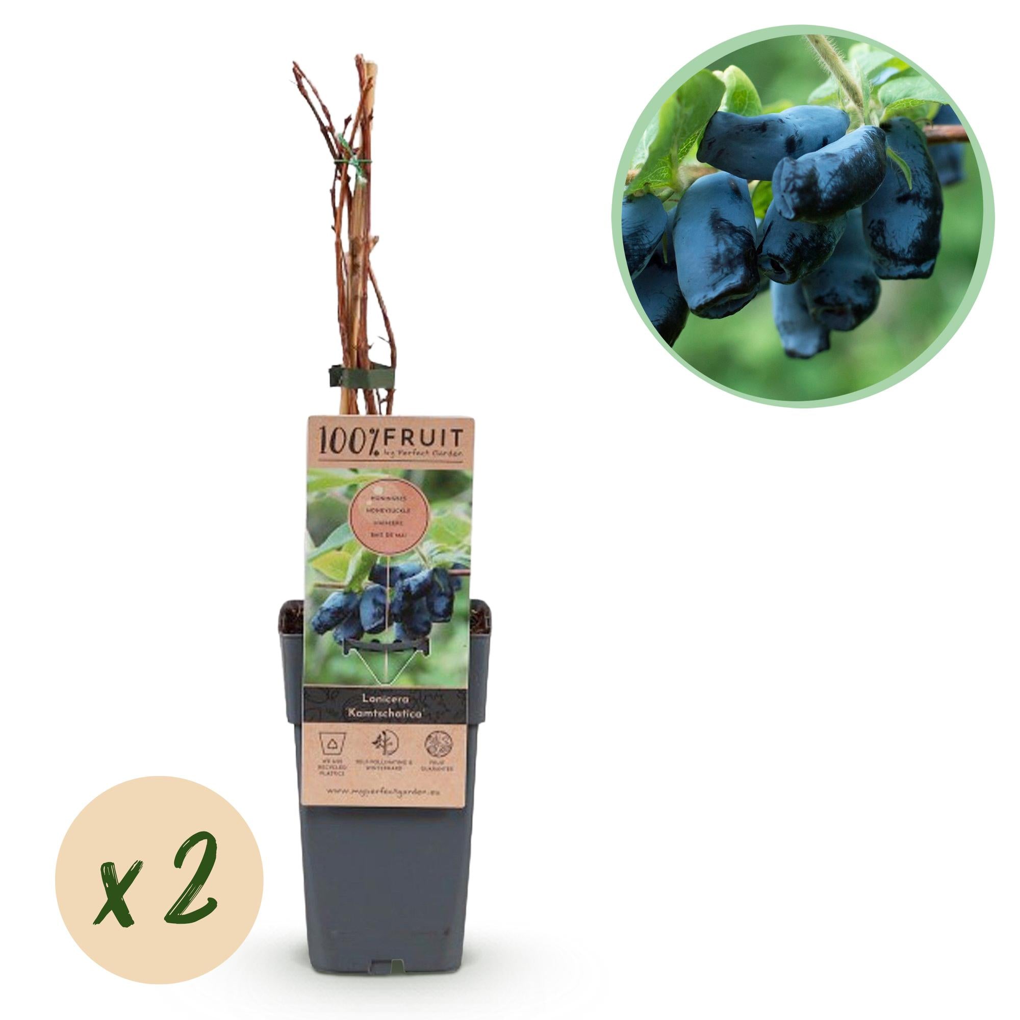 Obstpflanze, Lonicera caerulea Kamchatika, Honigbeere, Winterhart, Blaue Frucht, 2 Pflanzen, Topf 15 cm, 50 cm